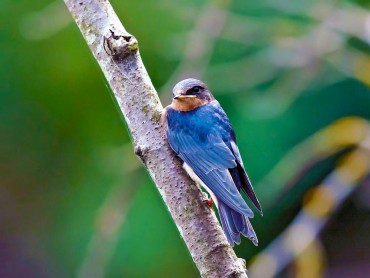 Swallows of Puget Sound