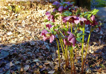 A hellebore is mulched with fallen wisteria leaves.