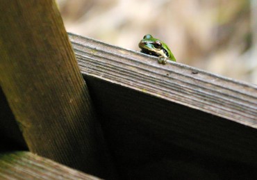 A frog peeks over the deck rail.