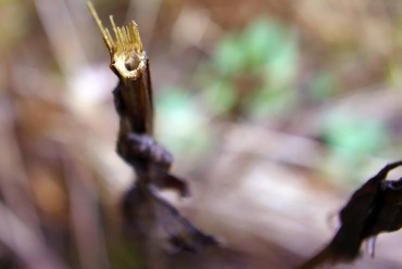 Many beneficial insects such as mason bees overwinter in the hollow stems of plants. If you cut back these perennials in fall, where will these pollinators take cover in winter?