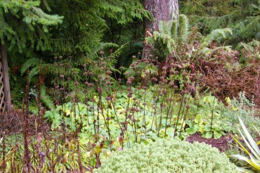 The dried stalks of Phlomis flowers remain in Colleen Miko's garden until spring.