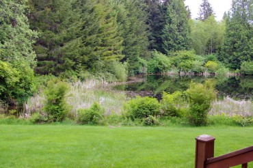 The pond, May 2015 — frog chorus is uproarious and the ducks have been visiting since January: buffleheads, merganzers, mallards, wood ducks and ring-necked ducks.