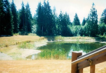 The first summer with the pond — no ducks visited, no frog chorus.