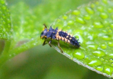 Ladybug larvae scans the clematis leaves for dinner.