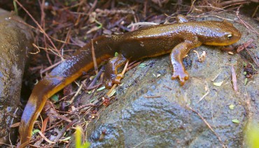 A rough-skinned newt unearthed from the cover of a thick thyme plant by weeding