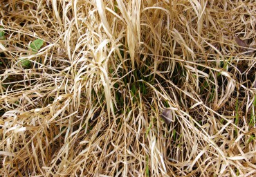 An ornamental grass before being cut back in March — protection for the tender new growth and against soil erosion.