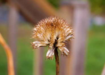 Echinops (globe thistle) seed left on the plant feeds winter songbirds.