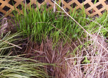 Crocosmia rises in late winter from a mulch of last year's leaves. Organic slug bait is necessary to prevent damage to tender new shoots. Notice the lack of weeds?