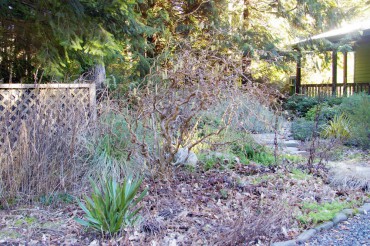 Bless this mess! The garden in winter — leaves cover the soil and dried stalks remain intact.