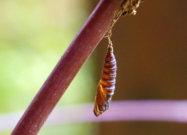 An insect pupates in the garden over winter, begging the question: "What are you?"