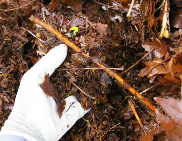 Large maple leaves left to compost in place create a thick, rich, weed-smothering mulch.