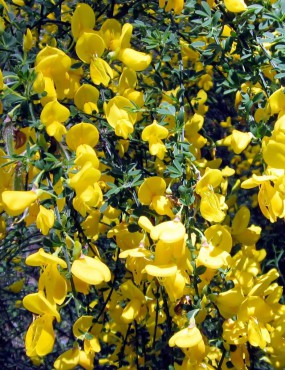 Get The Dirt- Scotchbroom