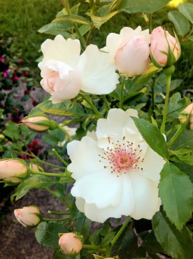 Jacqueline du Pré – shrub rose