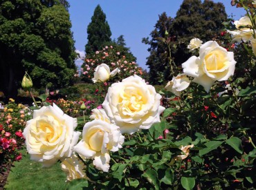 Point Defiance Rose Garden