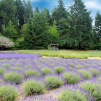 Blue Willow Lavender Farm