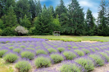 Blue Willow Lavender Farm