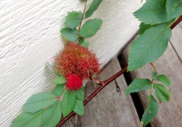 Mossy rose gall