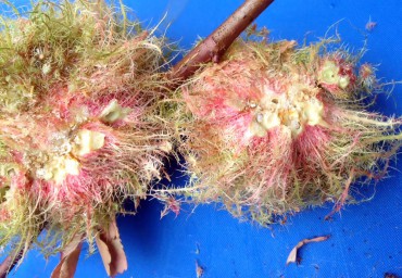 Mossy rose gall