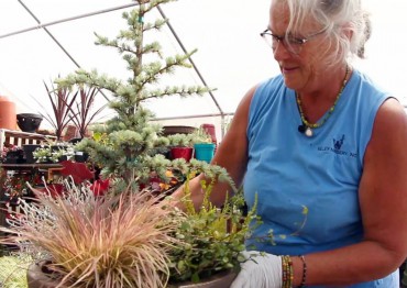 Planting Perennials