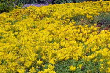 Buck Lake Native Plant Garden