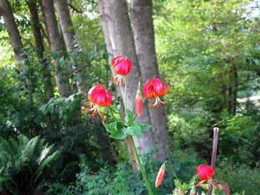 Buck Lake Native Plant Garden