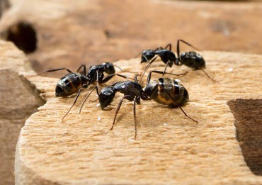 Carpenter ants