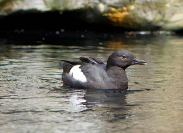 Pigeon Guillemot