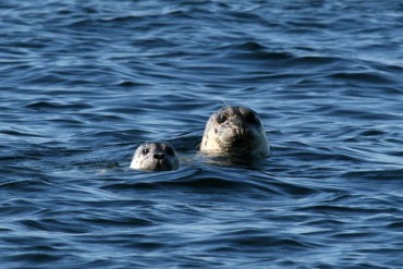 Harbor Seals