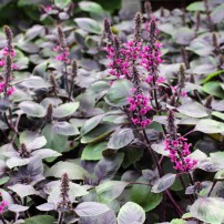 Ocimum "Wild Red" has thick, purple-and-green leaves and pink flowers. It is also highly ornamental and looks great growing with other annuals.