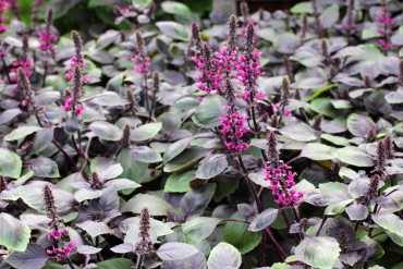 Ocimum "Wild Red" has thick, purple-and-green leaves and pink flowers. It is also highly ornamental and looks great growing with other annuals.