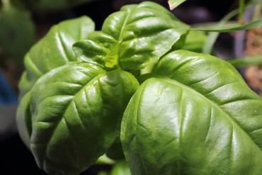 Ocimum basilicum — commonly called sweet basil — has young leaves that give the sweetest taste.