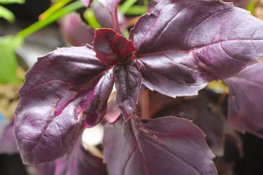 Ocimum "Red Rubin" is selected from O. "Dark Opal" for its rich, violet-purple color.