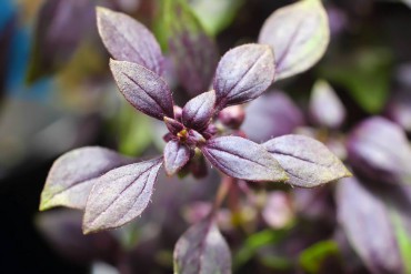 Ocimum "Wild Music" has purple, narrow leaves.