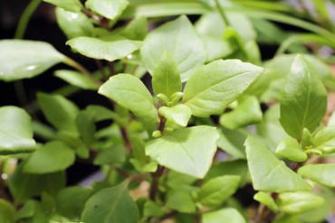 Ocimum "Ajaka" is disease-resistant and well-branched. The leaves have a sweet, spicy fragrance and taste.