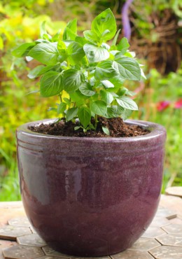 Ocimum basilicum "Greek Columnar" does not typically flower. Its growth habit makes it taller than wide. The variety is considered one of the best for indoor growing. The flavor has spicy overtones of cinnamon, allspice and cloves.