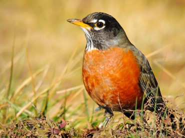 American robin