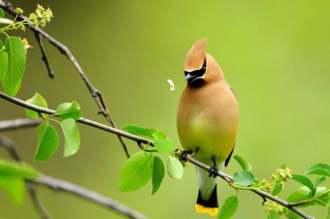 Cedar waxwing