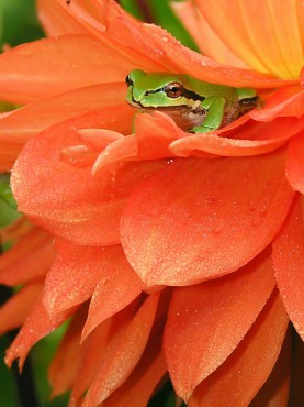 Pacific Tree Frog in a dahlia