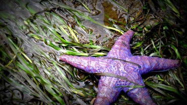 Purple Ochre Sea Star