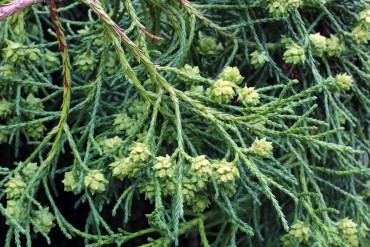 Yellow-twig athrotaxis (Athrotaxis x laxifolia), endemic to Tasmania, is one of the many unusual conifers in the garden.