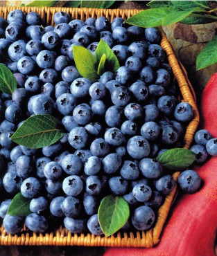 Blueberries