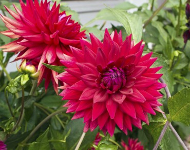 Dahlias