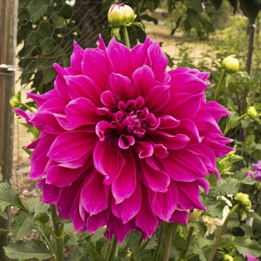 Dahlias