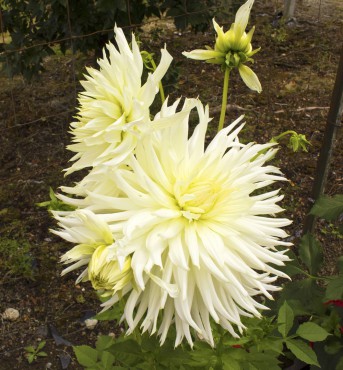 Dahlias