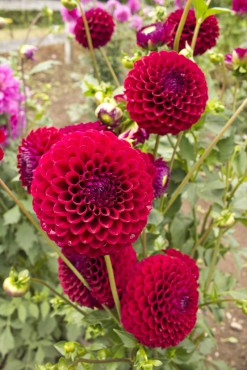 Dahlias