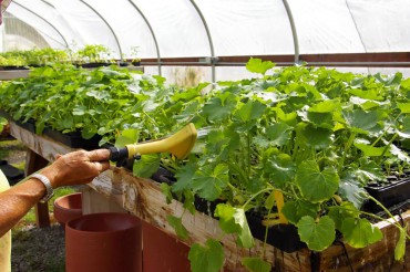 Johanson loves to water the vegetable starts in her greenhouse with warm water from the cisterns.