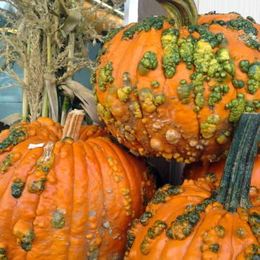 Green Warts for Halloween