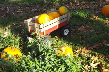 Harvest time at Creek House Farm