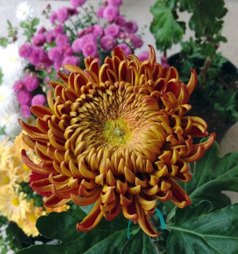 Less hardy florist or exhibition mums — these mums require regular disbudding, staking and tying during the growing season.