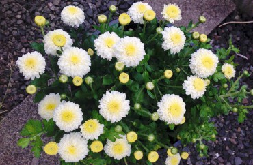 Hardy garden mums — these mums bloom in mounds from August through October. They are a favorite for cut flowers and display.